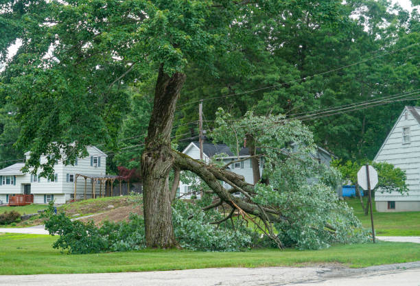 Best Tree and Shrub Care  in Windsor, CO