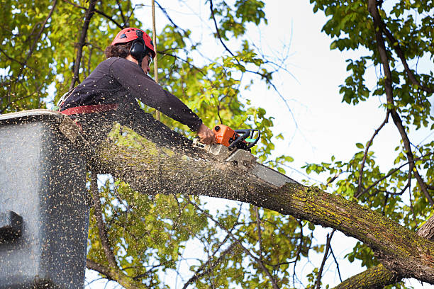 Professional Tree Services in Windsor, CO